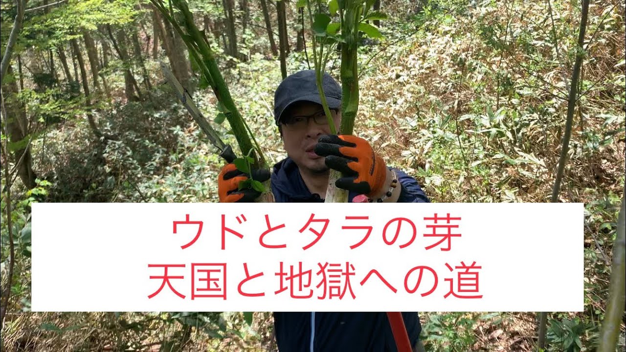 【2020年北海道山菜採りday10】天国と地獄は神一重？