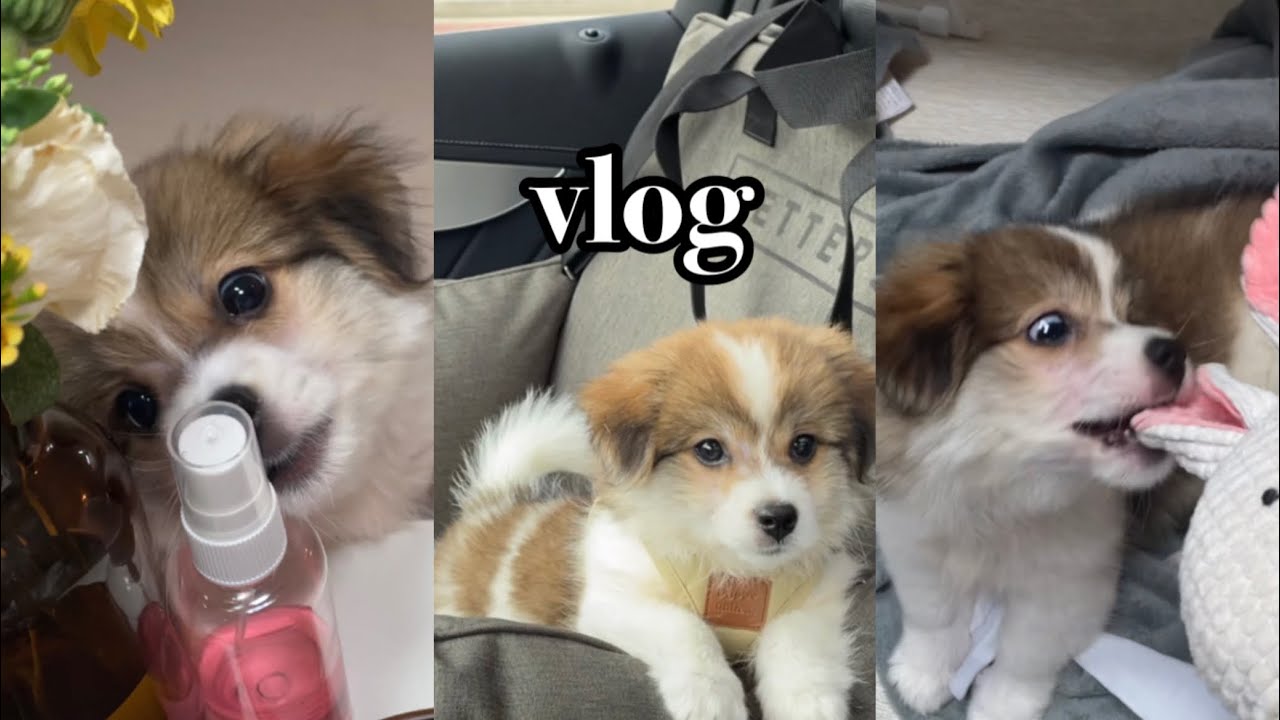 VLOG | 유기견 입양 브이로그 | 예방 접종, 첫 산책, 포인핸드, 톨리