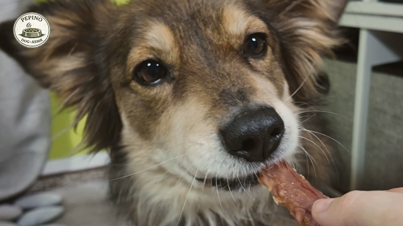 Dog Eating ASMR | Calm Chicken Chewing Sounds