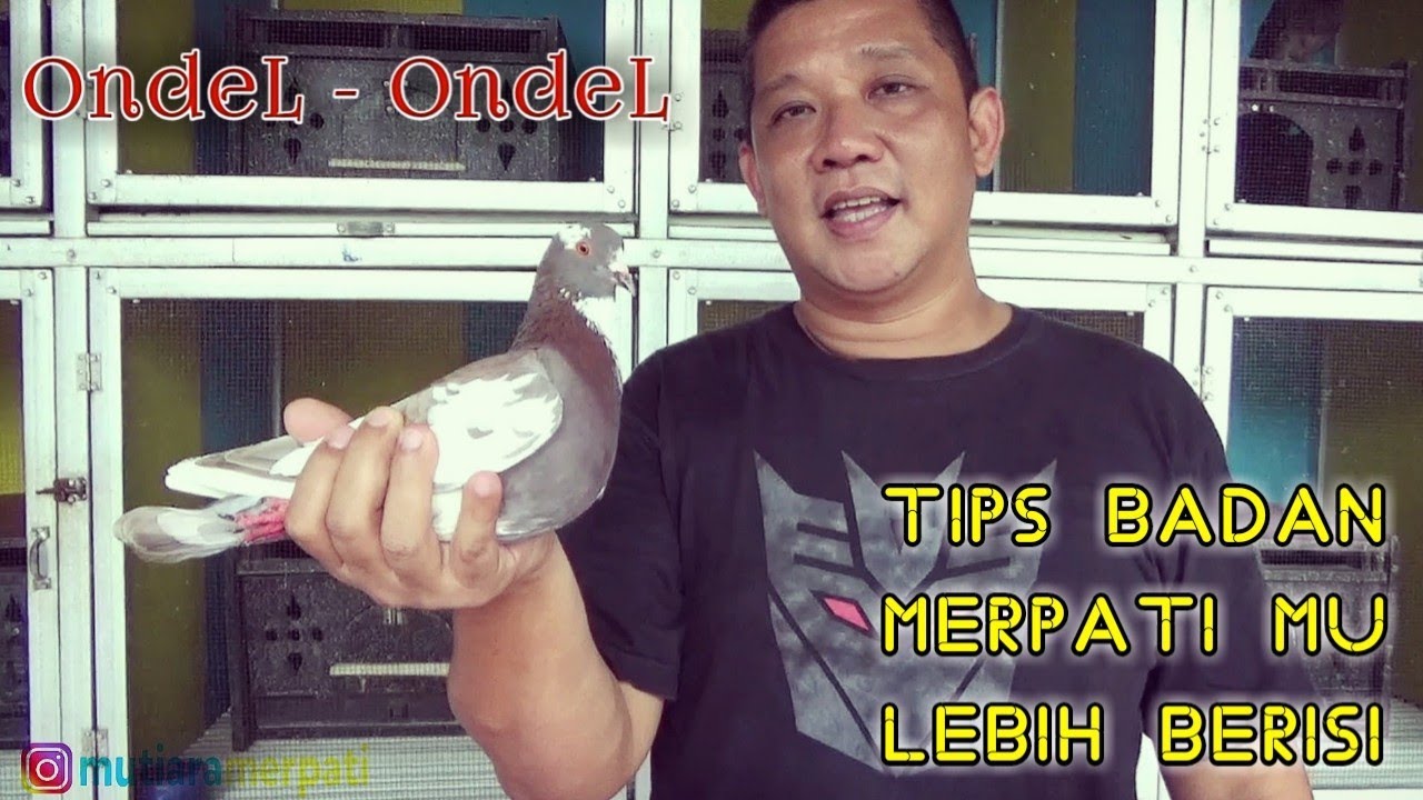 LANGKAH TEPAT UNTUK MENGGEMUKAN BURUNG MERPATI || TIM MUTIARA - PURWOKERTO