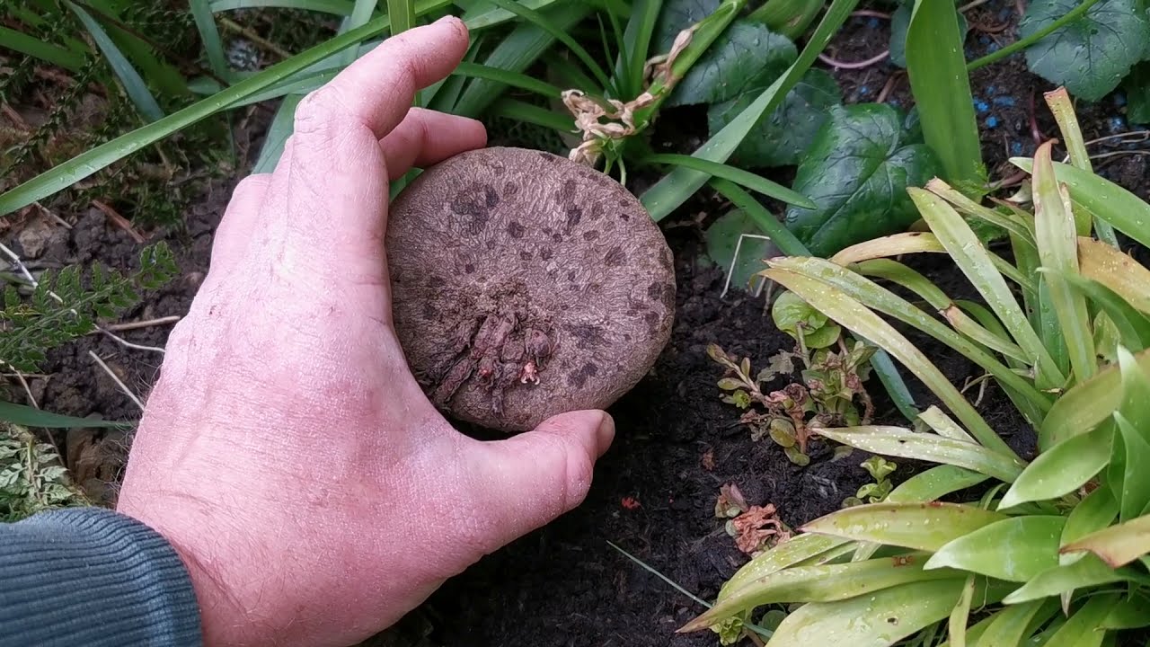 How to plant Cyclamen tubers / bulbs for autumn garden flowers in shade areas. Cyclamen hederifolium