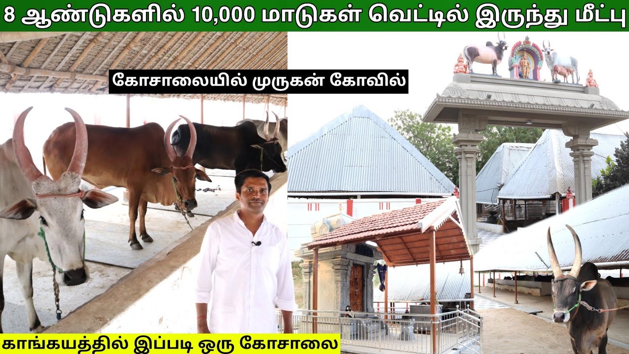 காங்கயத்தில் இப்படி ஒரு கோசாலை - 10,000 மாடுகள் வெட்டில் இருந்து மீட்பு