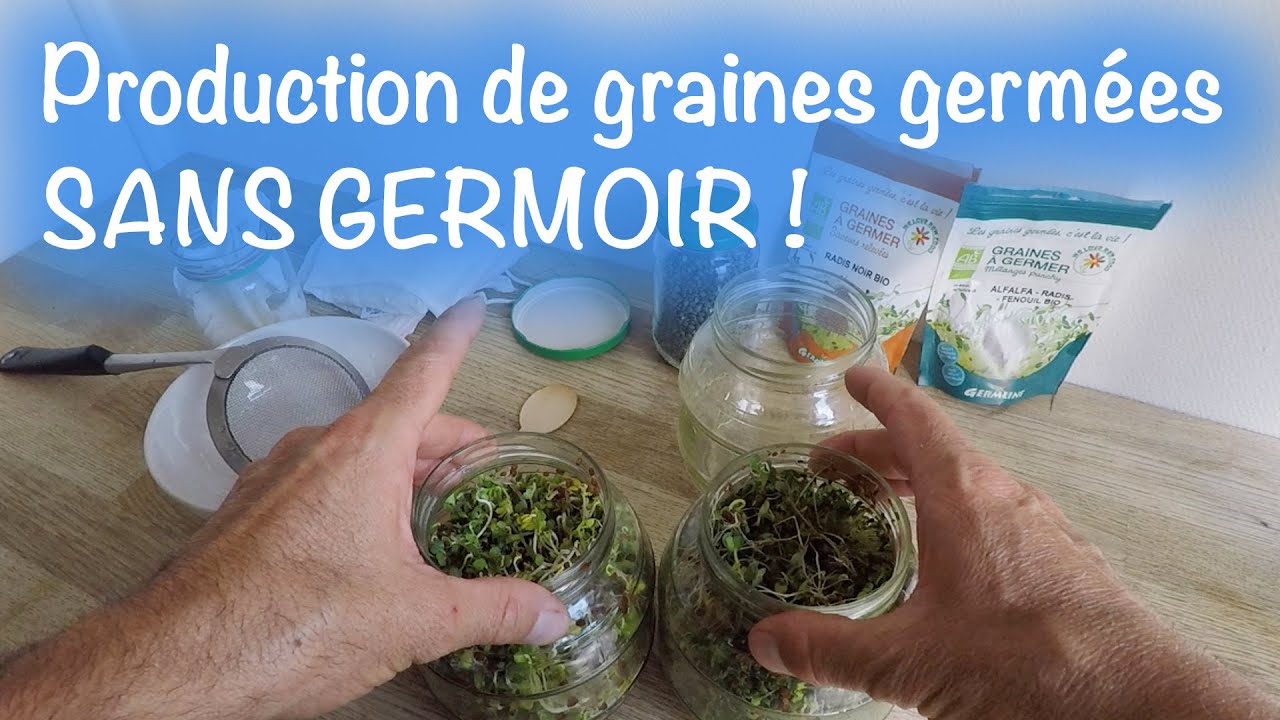 Production de graines germées SANS GERMOIR !