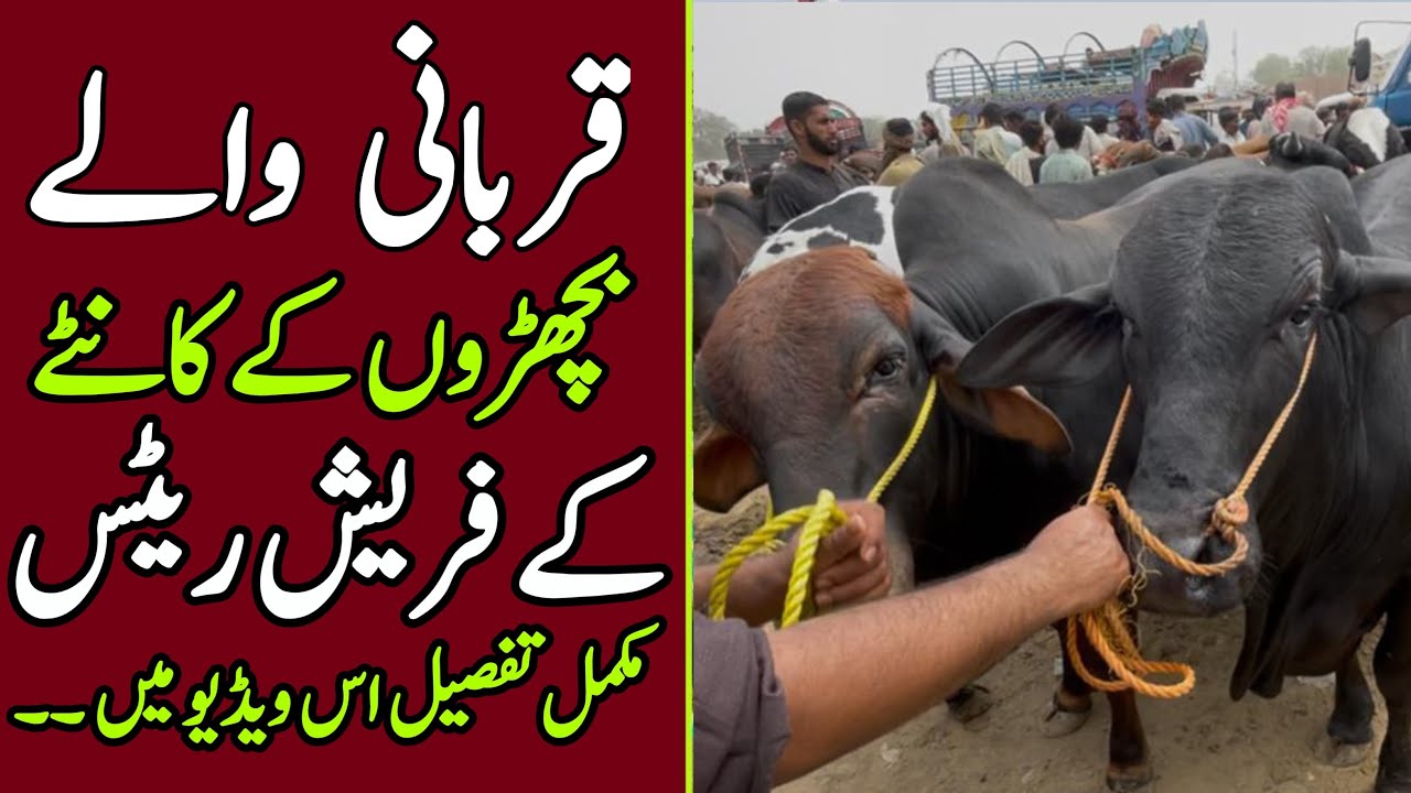 Multan Cow Mandi Latest Updates ❤️‍🔥🔥Kante Py Khareedari 💥 | Qurbani 2025 |Universal Topics