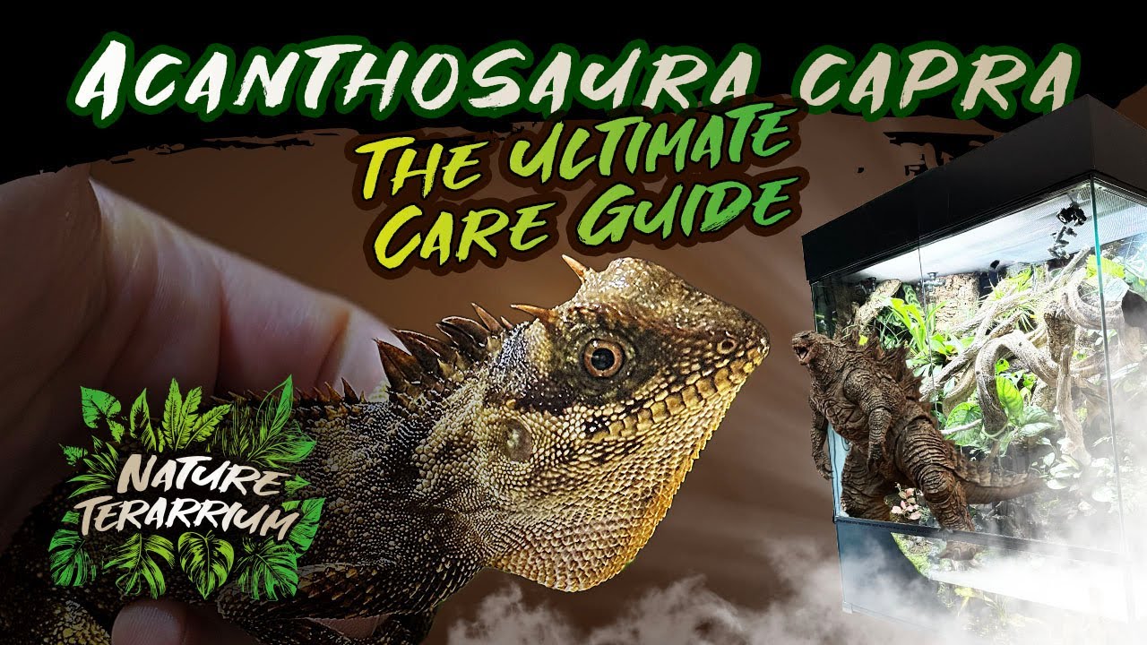 Acanthosaura capra: The Ultimate Care Guide | Full Enclosure Build & Secrets 🦎🌿