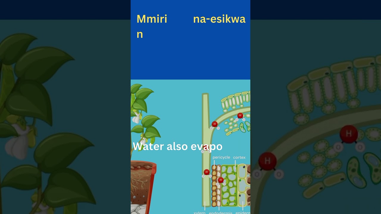 What is evaporation in Igbo? updated