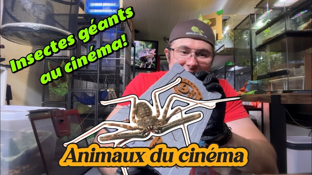 Je te présente mes ANIMAUX du CINÉMA🕷️ Harry Potter, 🕸️Vermines ou 🪳Men in black! Ils sont RÉELLES!