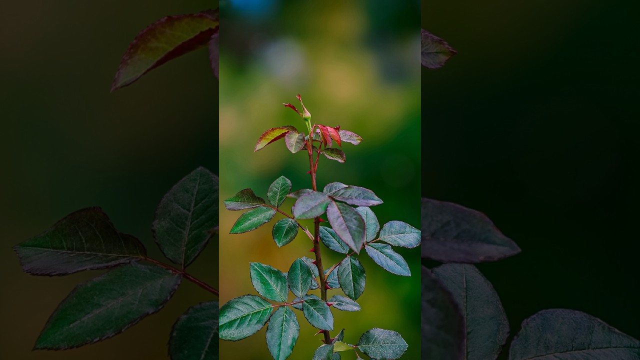 Nature Photography Tips: Get Creative!🌿📸