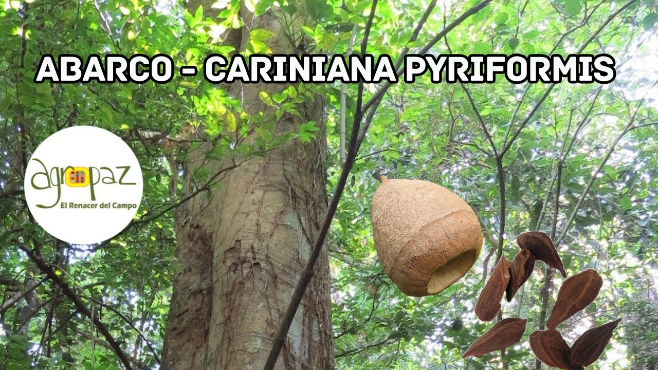 Abarco, &Aacute;rbol Forestal Maderable