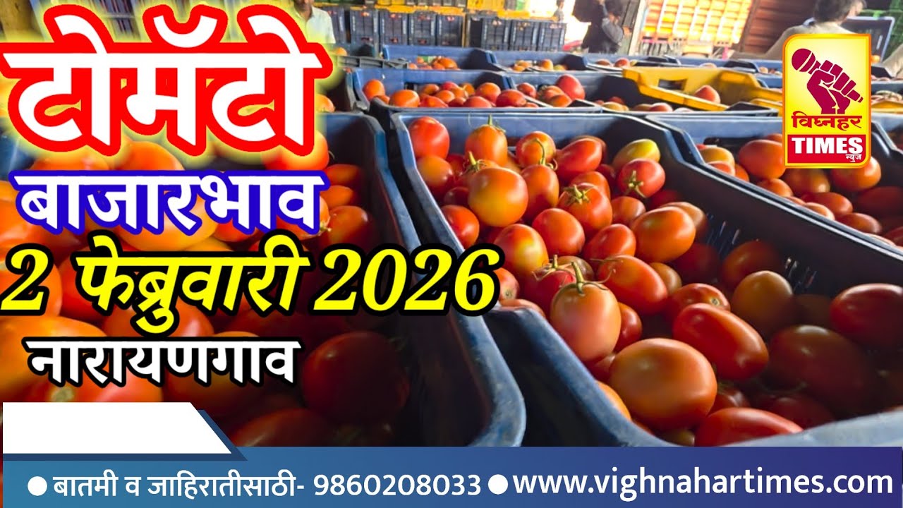 नारायणगाव टोमॅटो मार्केट दिनांक 2 फेब्रुवारी 2026 रोजी टोमॅटोला पहा काय मिळाला बाजारभाव?