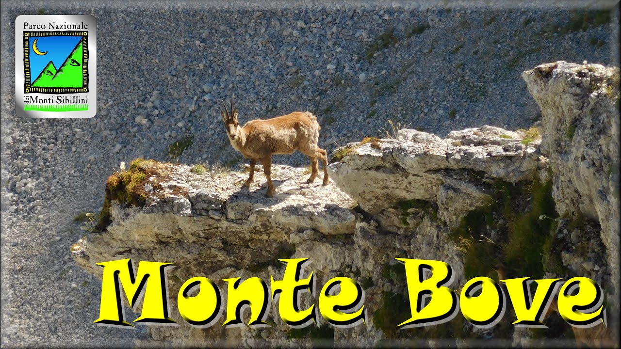 Sulle creste del Monte Bove alla ricerca del Camoscio Appenninico | Ussita (MC) (Video Guida)