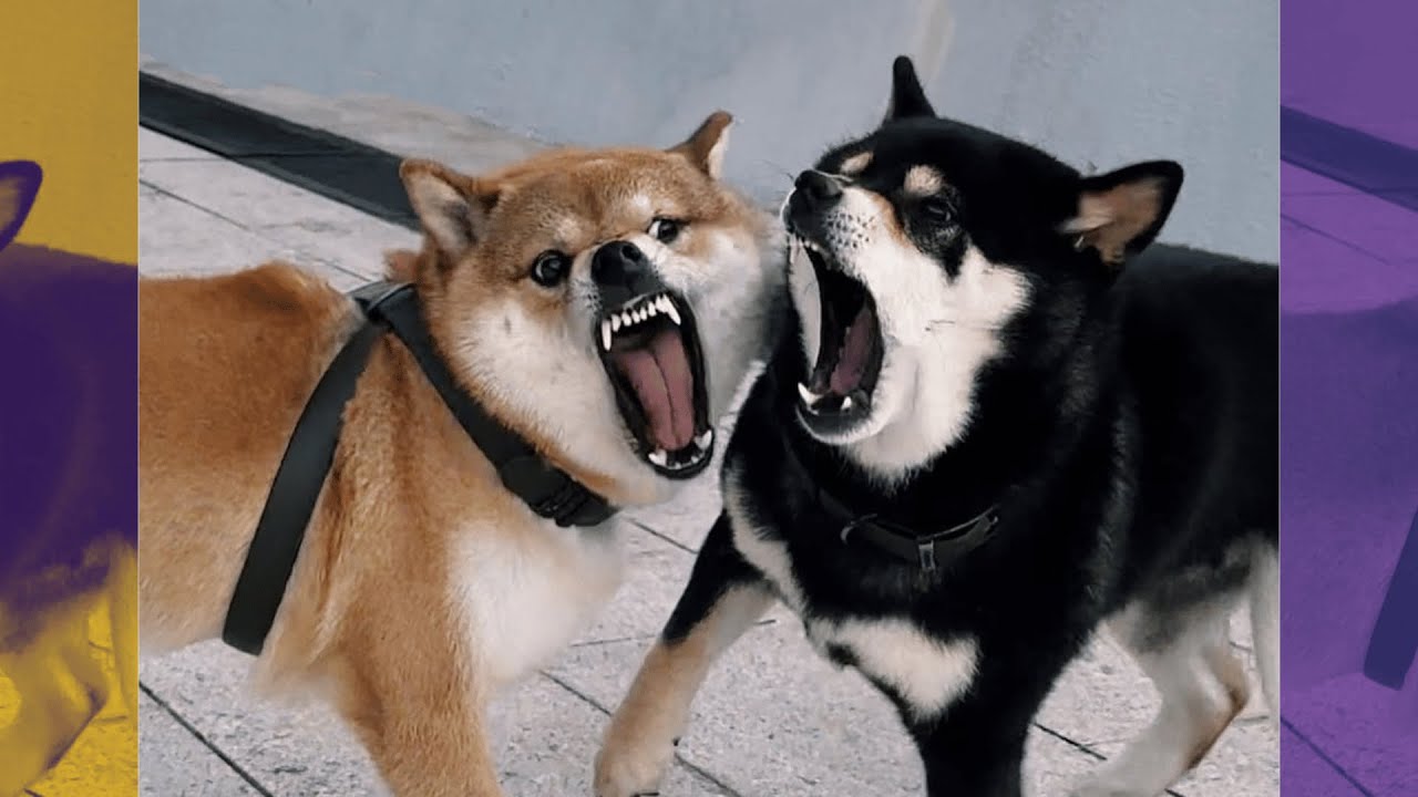 Funniest shiba inu Videos 2023 😂 New Funny Shiba Inu best Videos 😺🐶 Part 6   Tik Toks Compilation