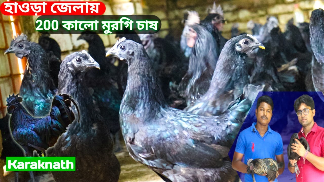 200 কড়কনাথ মুরগি থেকে মাসে Rs- 12000/- | Kadaknath | Karaknath Chicken | Kalo masi