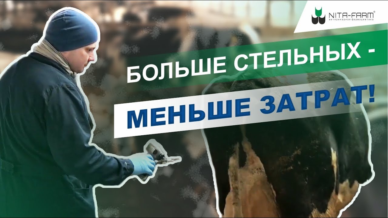 Интервью с ветеринарным врачом-осеменатором ООО 