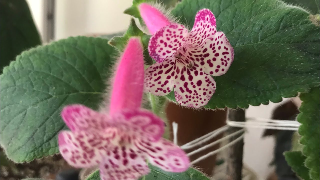 Kohleria’dan nasıl Rizom alınır? Kohleria toprak hazırlanışı. #kohleria #keşfet #keşfetteyiz #çiçek