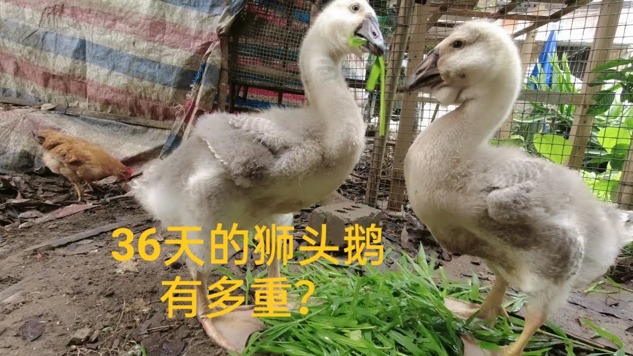 狮头鹅长得真快，才养36天就已经这么大了，得有5斤左右了