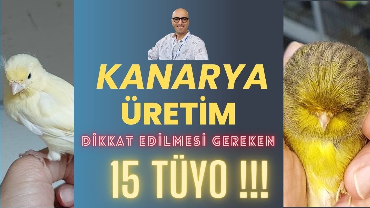 Kanarya Bakımı Kanarya Üretim(Üretim Öncesi Yapılması Gereken 15 İşlem Nelerdir,15 Tüyo,15 Şifre)