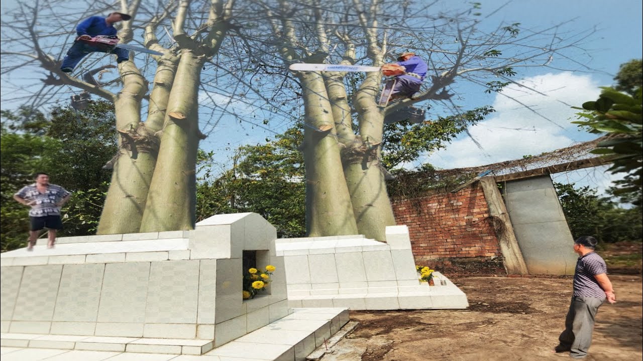 Cưa Hai Cây Gòn Trên Mồ Mã / Sawing Two Cotton Trees on a Grave | P228