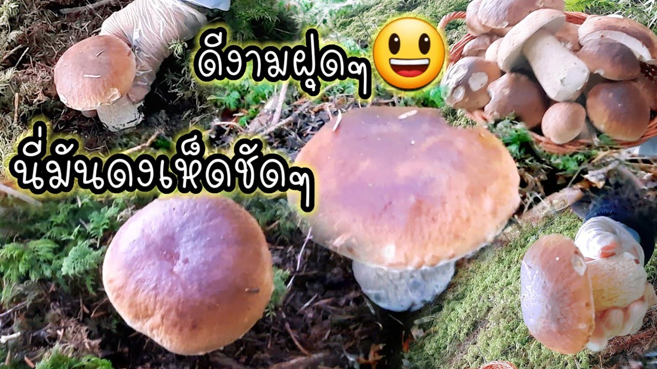 ตะลึง นี่มันดงเห็ดชัดๆ หมานๆเจอแบบนี้เก็บไม่ทันเลย#เห็ดผึ้งหวาน #เห็ดผึ้งแม่มด#เก็บเห็ด #mushroom