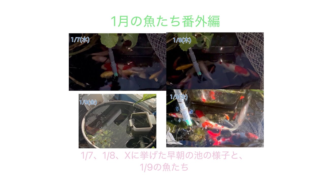1月の魚たち番外編、1/7、1/8、Xに挙げた早朝の池の様子と1/9の魚たち #錦鯉 #金魚 #庭池 #アクアポニックス #メダカ #水草 #ビオトープ 