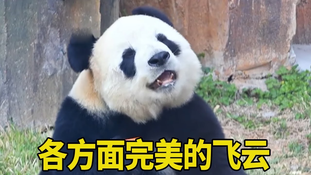 飛雲不僅長相絕美，腦子也是聰明絕頂，真的是各方面都很完美的小熊！【辣豆娱乐】