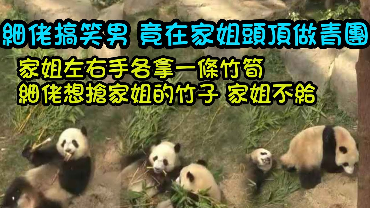 3月14日   細佬不愧是搞笑男，想搶家姐的竹子，家姐不給就在家姐頭上做青團#香港大熊貓  #大熊貓家姐細佬