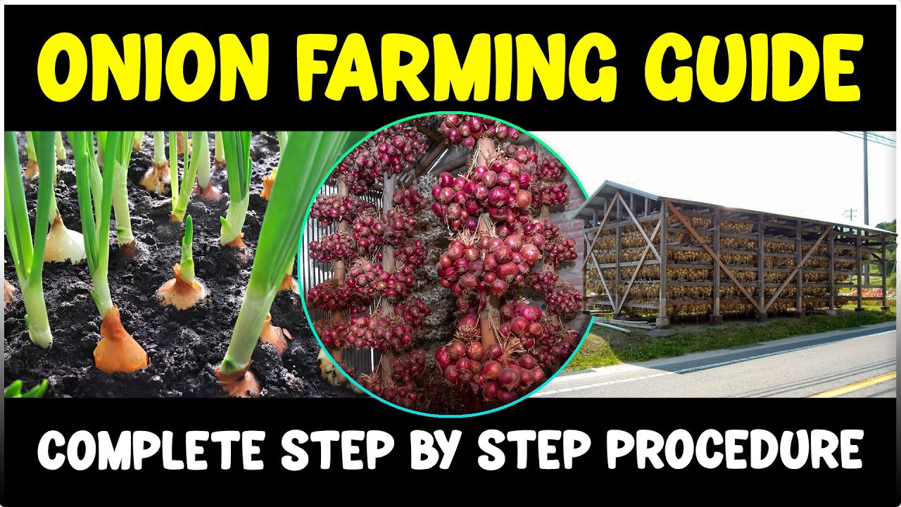 Onion Farming - Planting, Care, Harvesting | Onion Cultivation Guide
