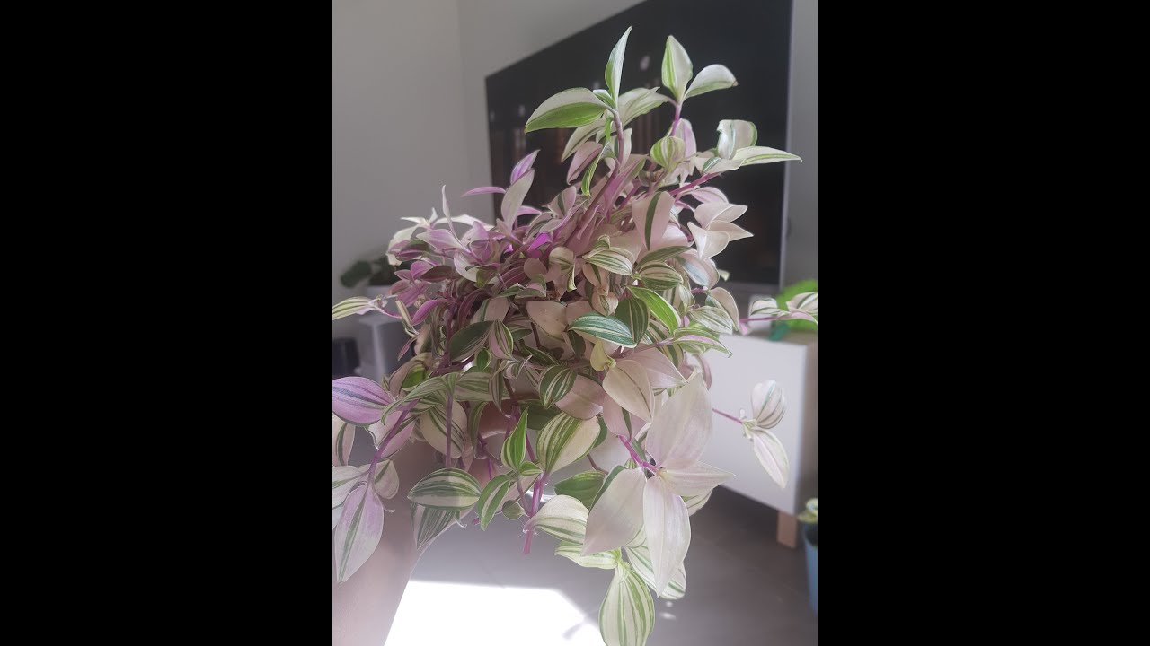 Tips on how to save and repot a Tradescantia tricolor