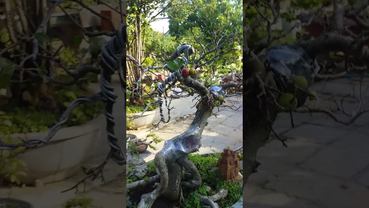 Bonsai Tinhdo