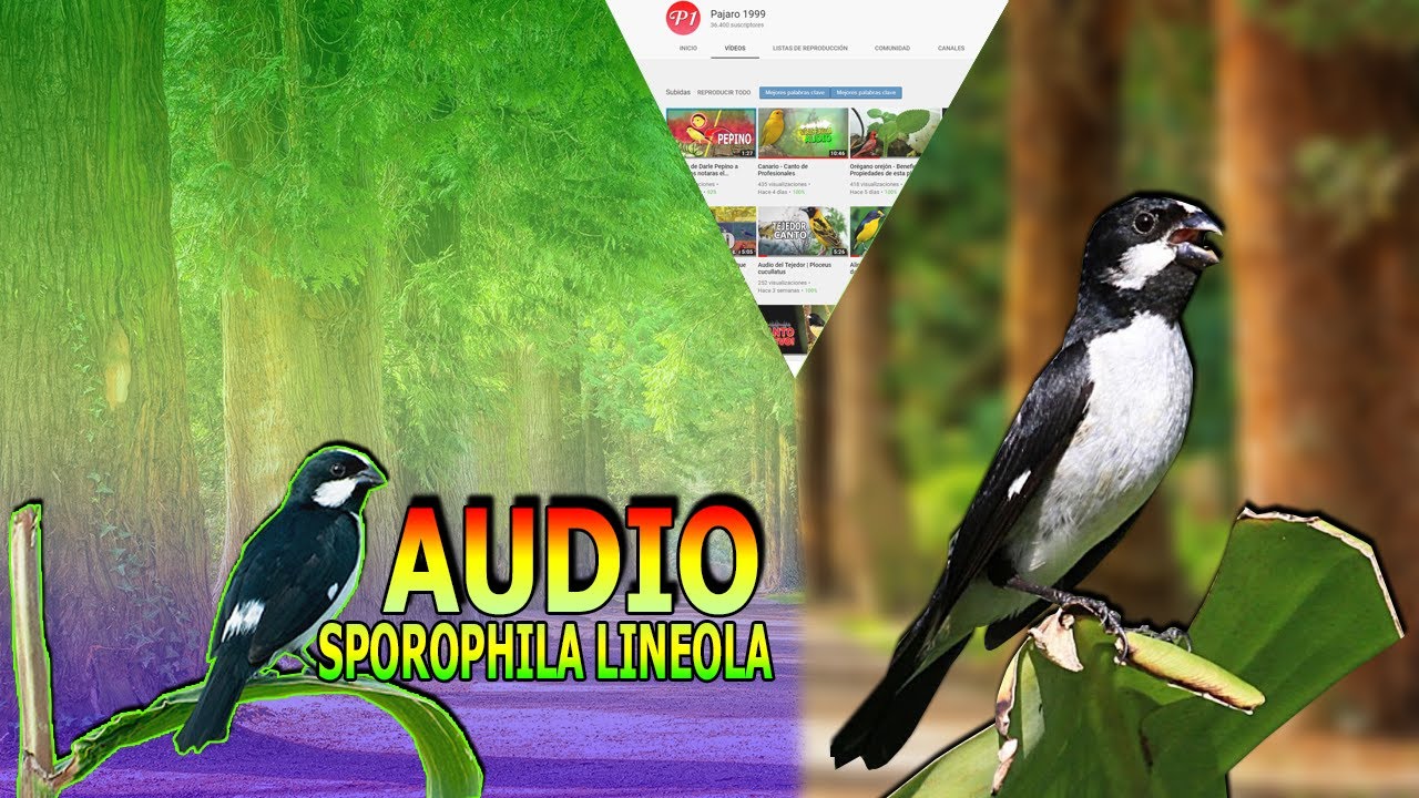 Canto del Corbatita overo | Canto para enseñar | Como hacer cantar un Pajaro Sporophila lineola