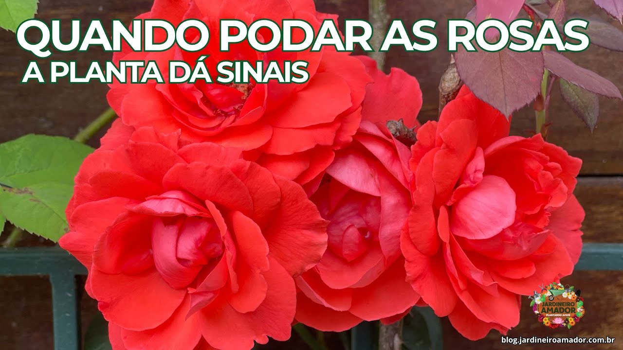 Como Podar Mini Rosas em Vaso e Estimular a Floração