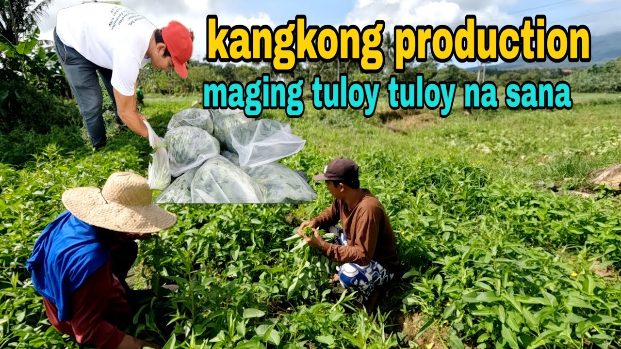 Kangkong production Sana maging Tuloy Tuloy na