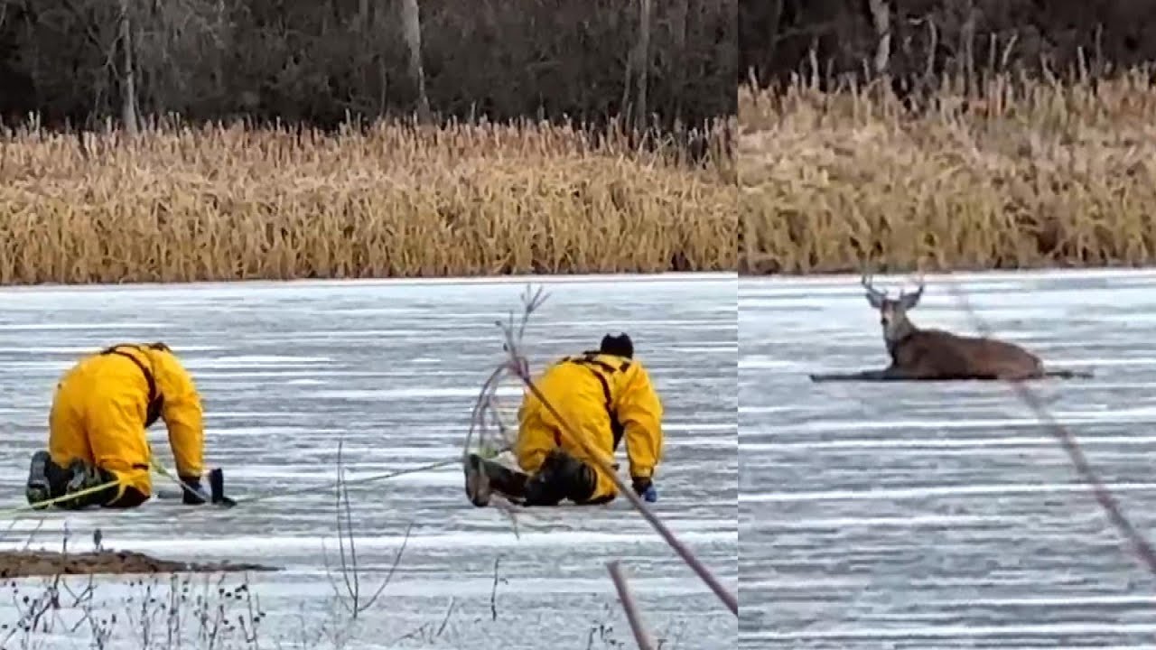 Firefighters Crawl Across Frozen Lake to Rescue Deer