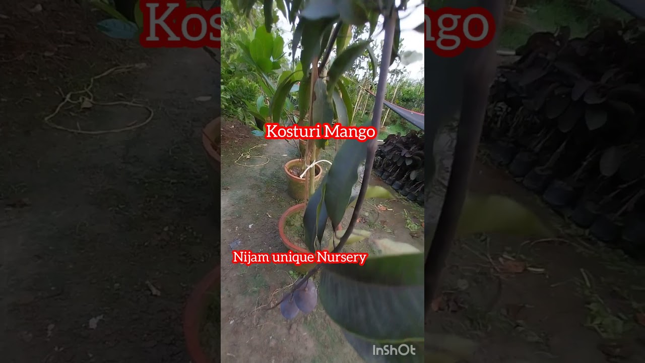 Kosturi Mango 