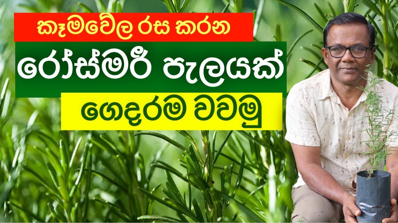 මරාගන්නෙ නැතුව රෝස්මරී පැලයක් නිවැරදිව වවමුද?  | Growing tips of rosemary |Ceylon Agri | Episode 358