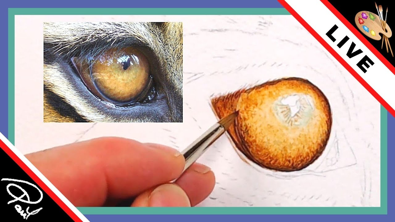 Как нарисовать тигровый глаз акварелью — Первые шаги — ПРЯМОЕ видео на YouTube!