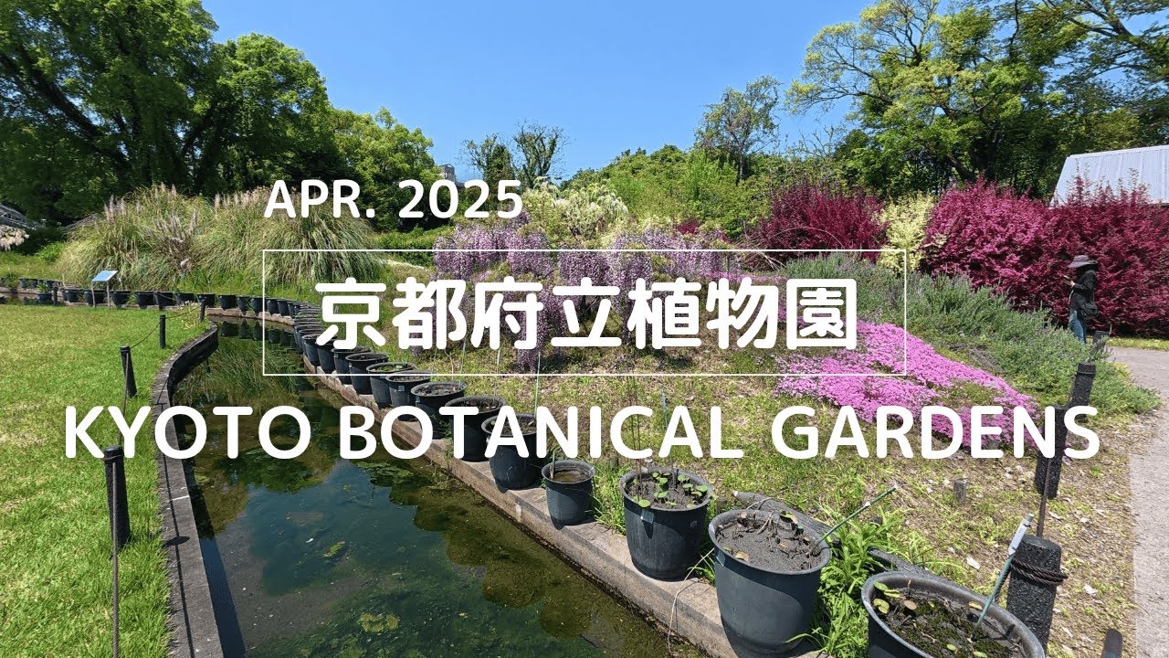 【2025年4月】京都府立植物園を歩く |【APR. 2025】 I walk around the Kyoto Botanical Gardens