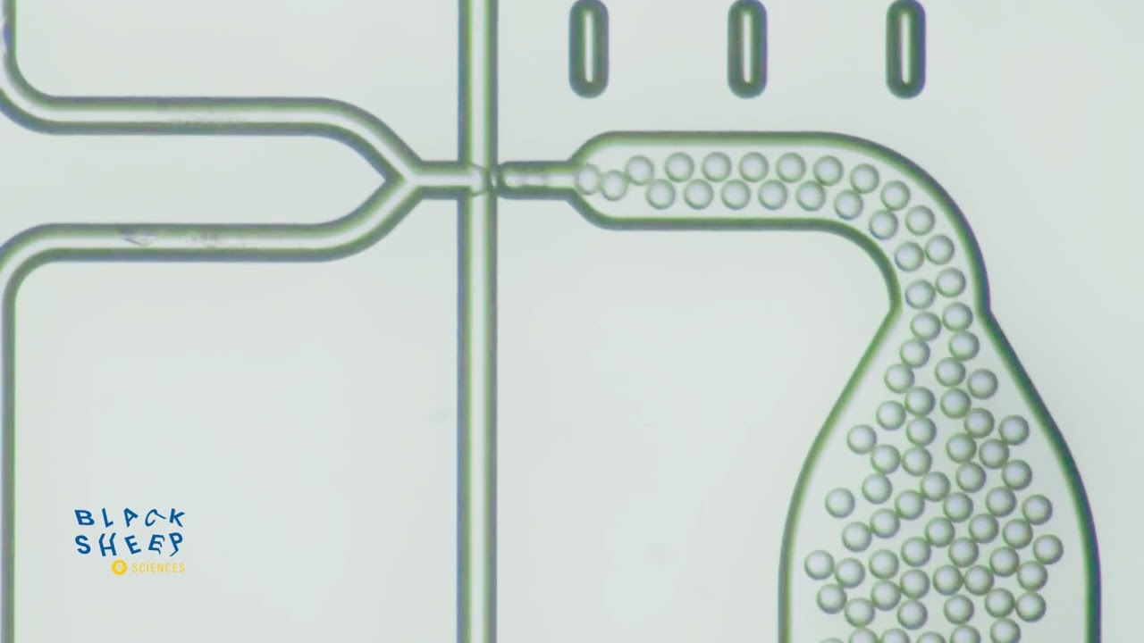Blacksheep Sciences | High-Throughput Droplet Microfluidics in Action