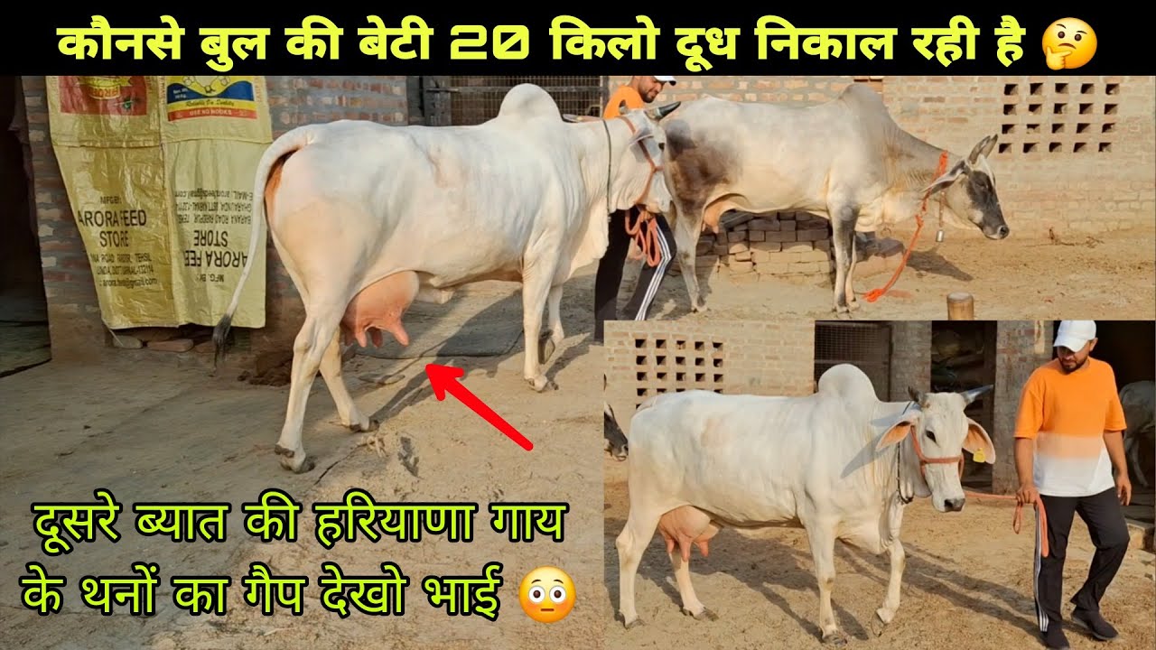 दूसरे ब्यात की हरियाणा 