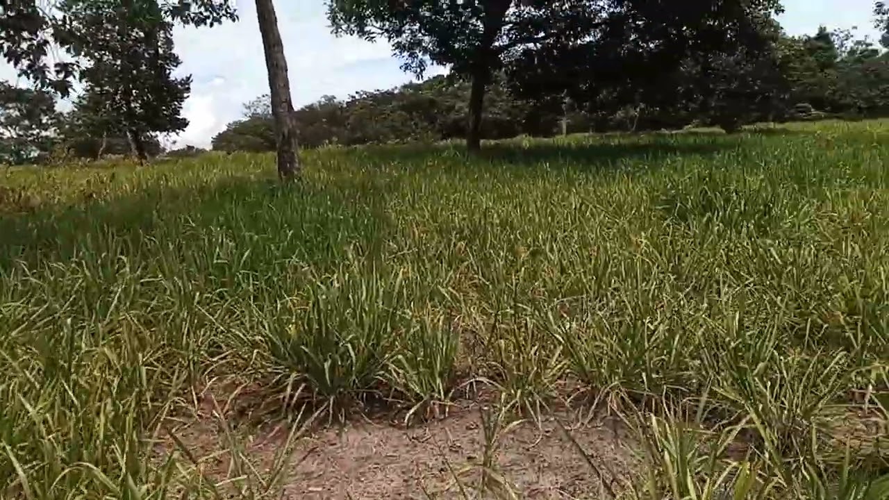 Mão de obra rural está escassa na região sudoeste de Mato Grosso. 