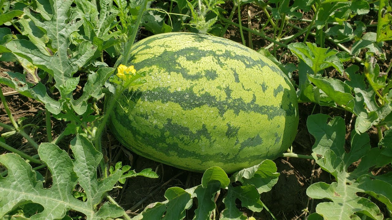 How to Grow Watermelon in Uganda: Best Variety to Grow, Spacing and Everything You Must Know