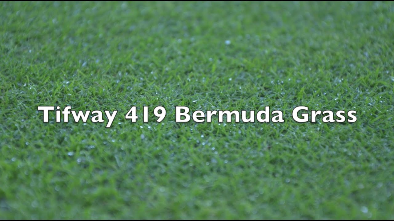 Tifway 419 Bermuda Grass