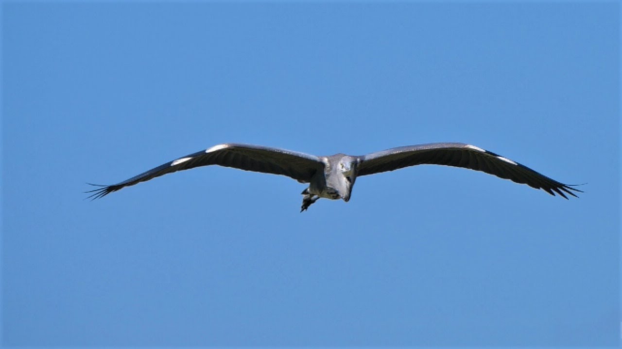 Storch und Reiher im  Flug / Stork and Heron in flight