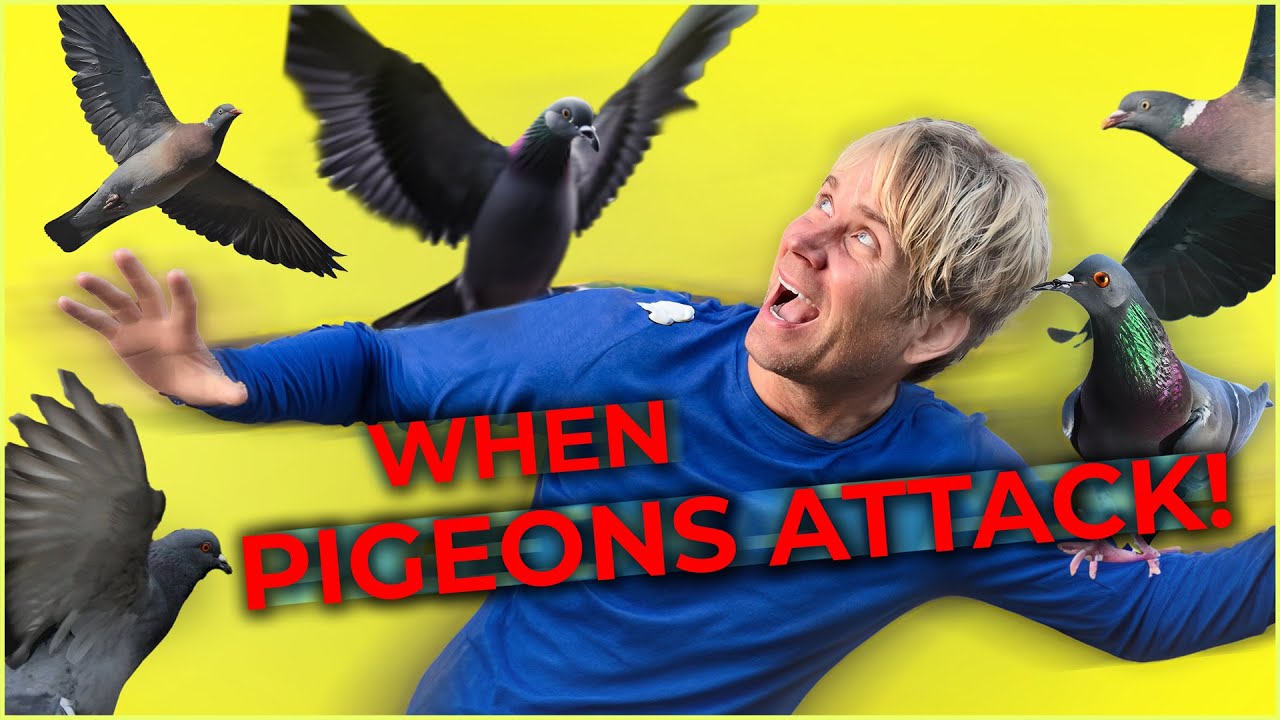 When Pigeons Attack!
