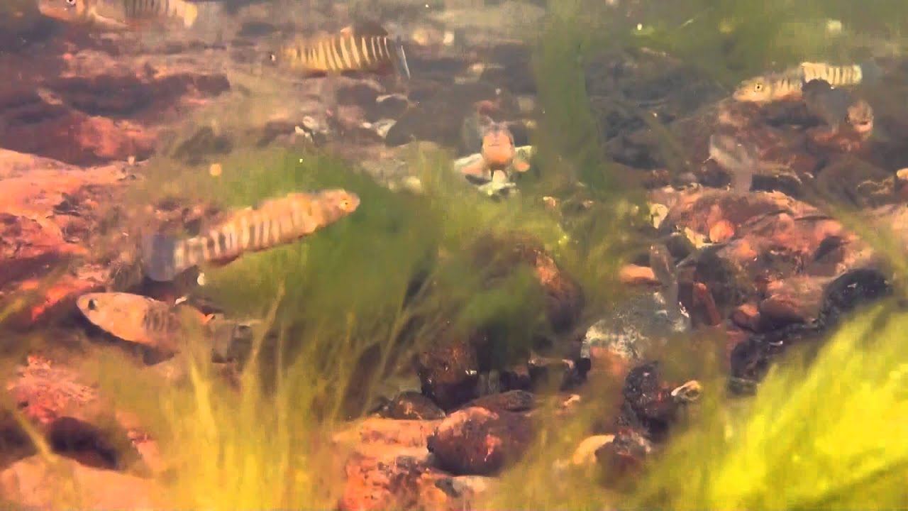 Red River Pupfish and Plains Killifish