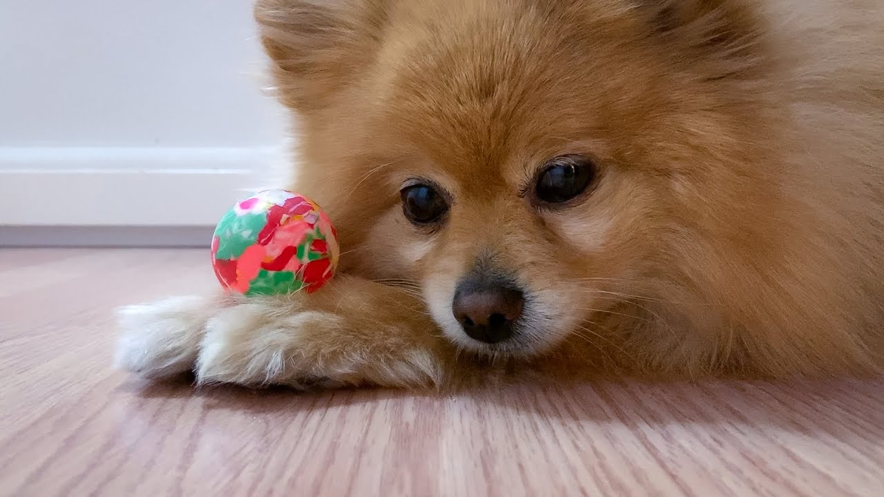 How to cheer up a dog? Ideas that drive dogs crazy