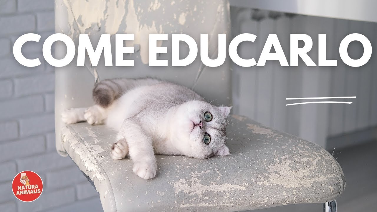 EDUCARE un GATTO 🐱🙋6 METODI EFFICACI - Risultati straordinari! ☑