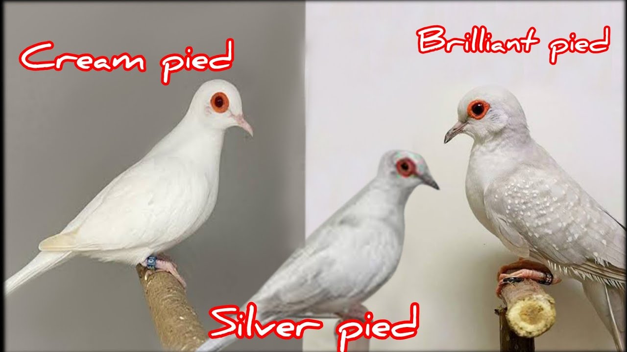 Saste Mai cream pied , brilliant pied , silver pied bnay 03131189307 Whatsapp