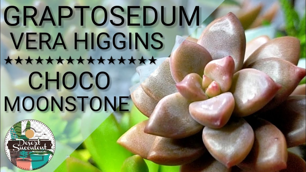 16. Руководство по уходу за суккулентами Choco Moonstone Graptosedum Vera Higgins | Многослойные ...