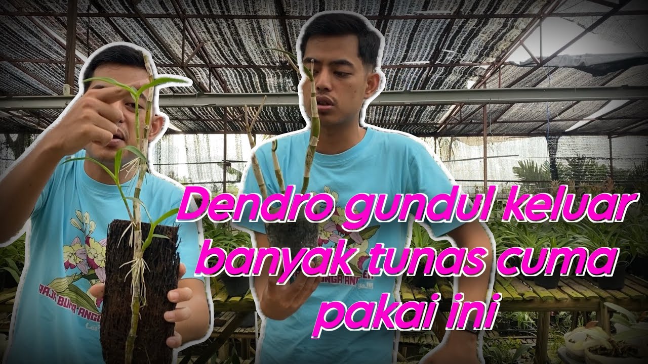 Cara Ampuh Bikin Dendrobium Batang Gundul Keluar Banyak Tunas Baru 🌱